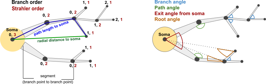 Morphometric statistics that can be queried.