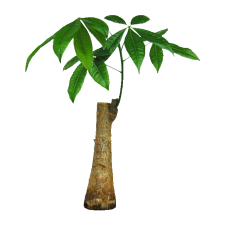 Avatar for Arihiro Yoshida from gravatar.com