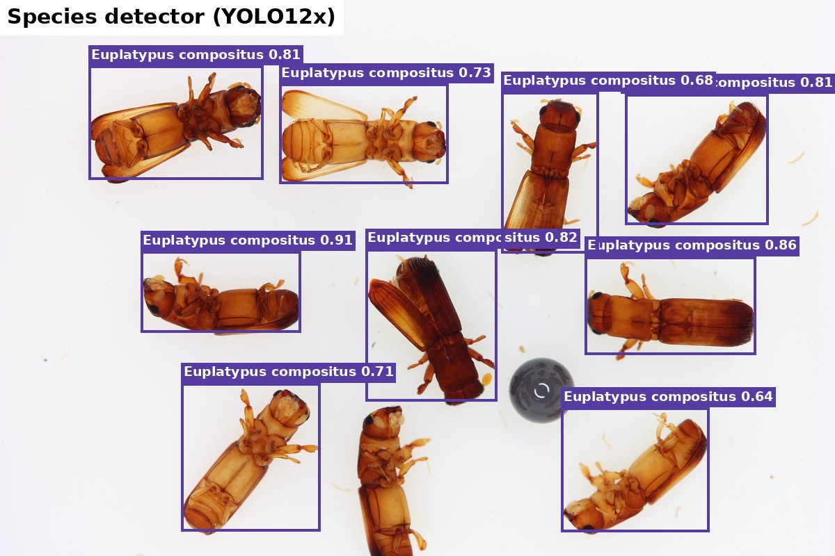 Species detection