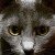 Avatar for drskur from gravatar.com