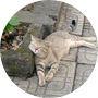 catswe