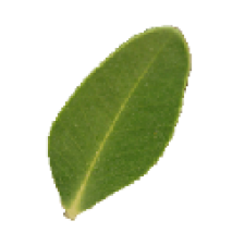 Avatar for kaalam from gravatar.com