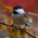 Avatar for matthewyang204 from gravatar.com