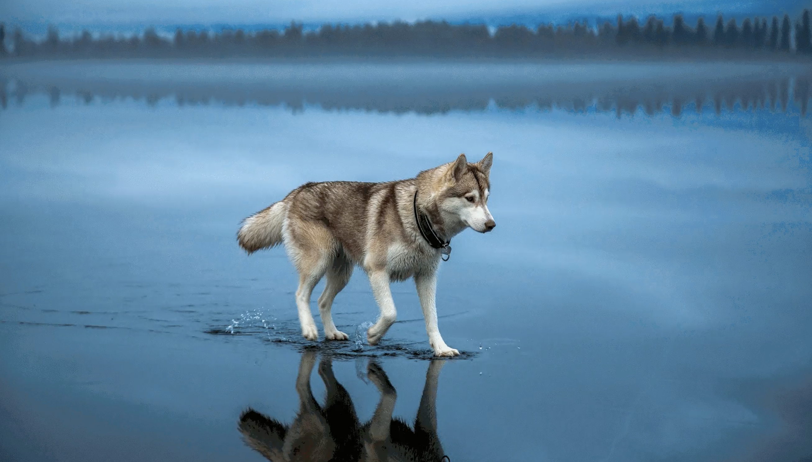 https://raw.githubusercontent.com/Sea-Bottle/Sea-Bottle-Jackal/master/examples/wolf.png