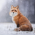 Avatar for TECH7Fox from gravatar.com