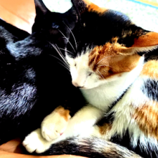 Avatar for yflu from gravatar.com