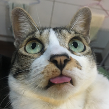 Avatar for Wei-Hsiang Wang from gravatar.com