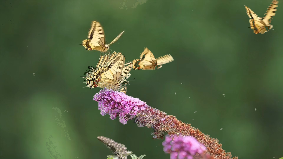 Mariposa Example