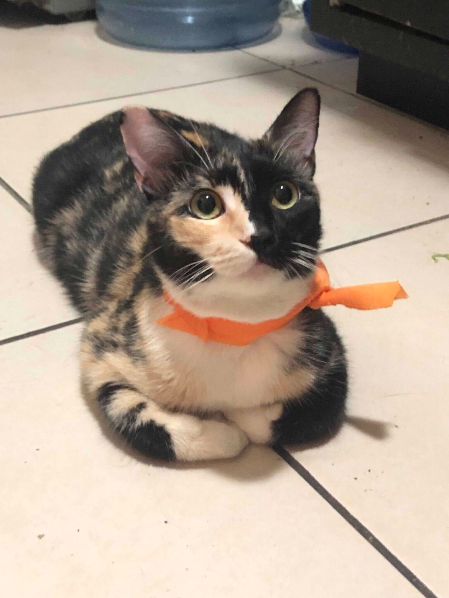 gata