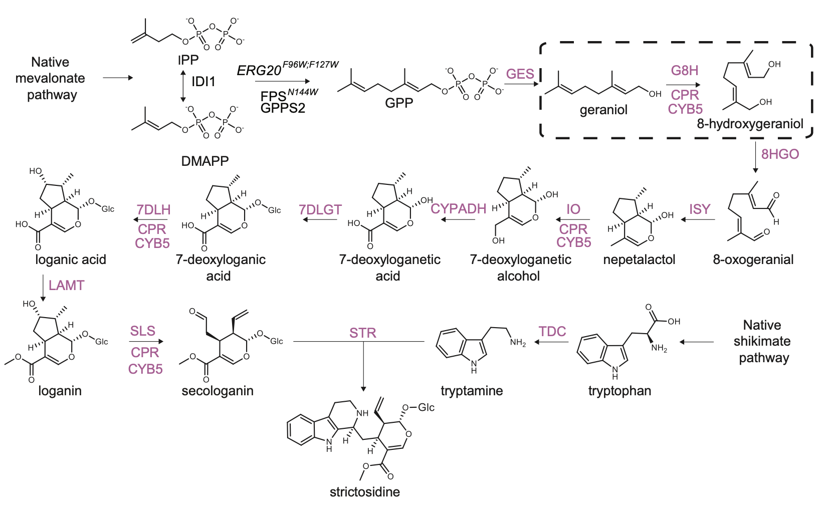 strictosidine pathway