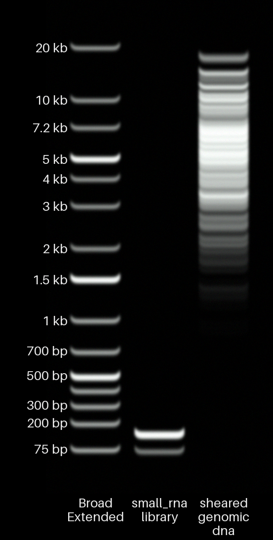 Small RNA and sheared gDNA