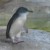 来自gravatar.com的penguin_brian的头像