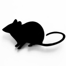 Avatar for Vladimir Pak from gravatar.com