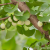 Avatar for ginkgo from gravatar.com