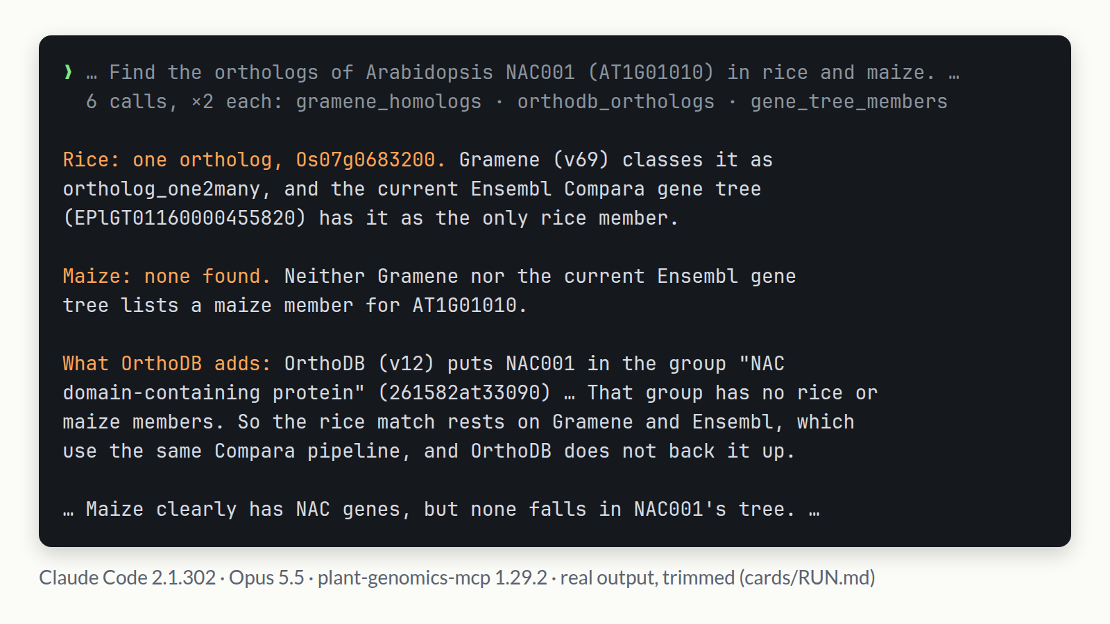 Claude Code (Opus 5.5) after 6 plant-genomics-mcp calls: AT1G01010's rice ortholog is Os07g0683200 (Gramene v69 ortholog_one2many, the only rice member of Ensembl gene tree EPlGT01160000455820); no maize ortholog in either; OrthoDB's NAC group has no rice or maize member, so it does not back the rice match