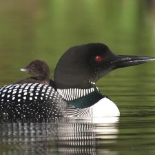 Avatar for Geometric Data Analytics from gravatar.com