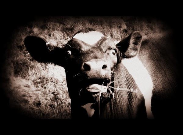 http://media.charlesleifer.com/blog/photos/beefish.jpg