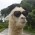 Avatar for answer.huang from gravatar.com