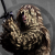 Avatar for JCaleb from gravatar.com