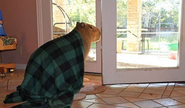 https://raw.githubusercontent.com/raphamorim/capivara/master/resources/images/capivara.png