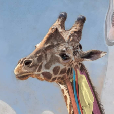 Avatar for ShaneK from gravatar.com