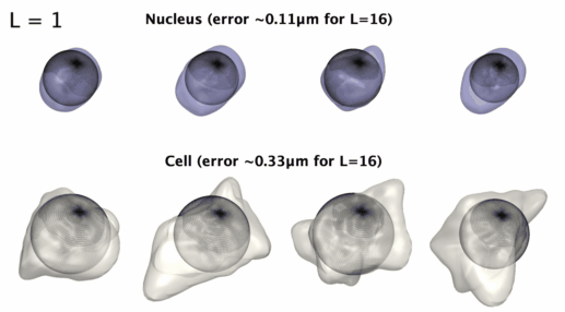 Parameterization of cell and nuclear shape
