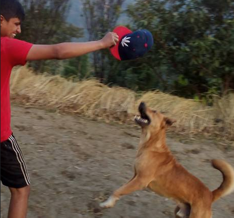 Nicky the dog