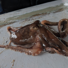 Avatar for Yann-Sebastien Tremblay-Johnston from gravatar.com