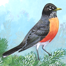 Avatar for rmunn from gravatar.com