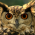 Avatar for albartash from gravatar.com