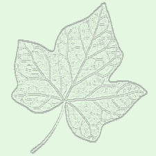Avatar for Ivy Biosciences from gravatar.com
