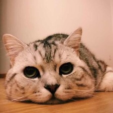 Avatar for ChengLu She from gravatar.com