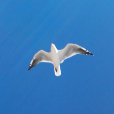 Avatar for Nikolay Savenets from gravatar.com