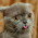 Avatar for rosszm from gravatar.com