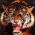 Avatar for indapa from gravatar.com