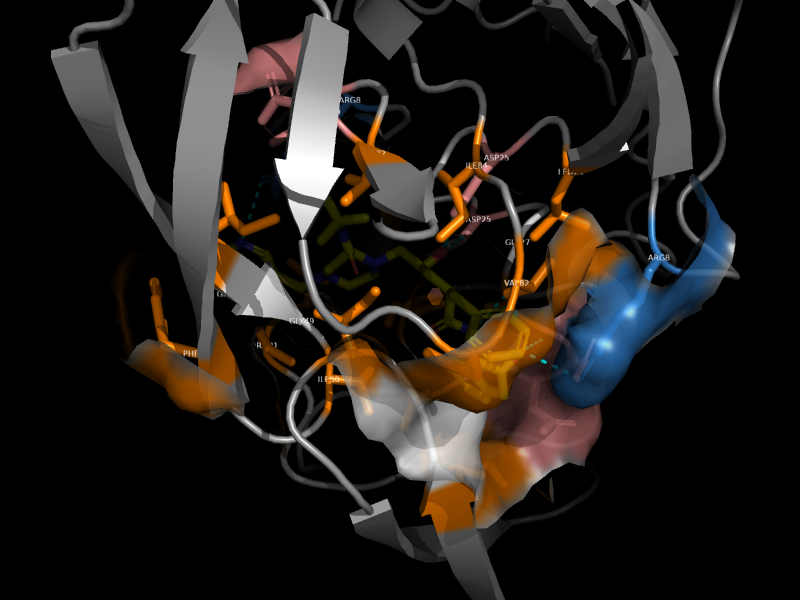 Pocket view of MK1 binding site in HIV-1 protease (1HSG)