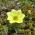 Avatar for SoumyaShreeram from gravatar.com