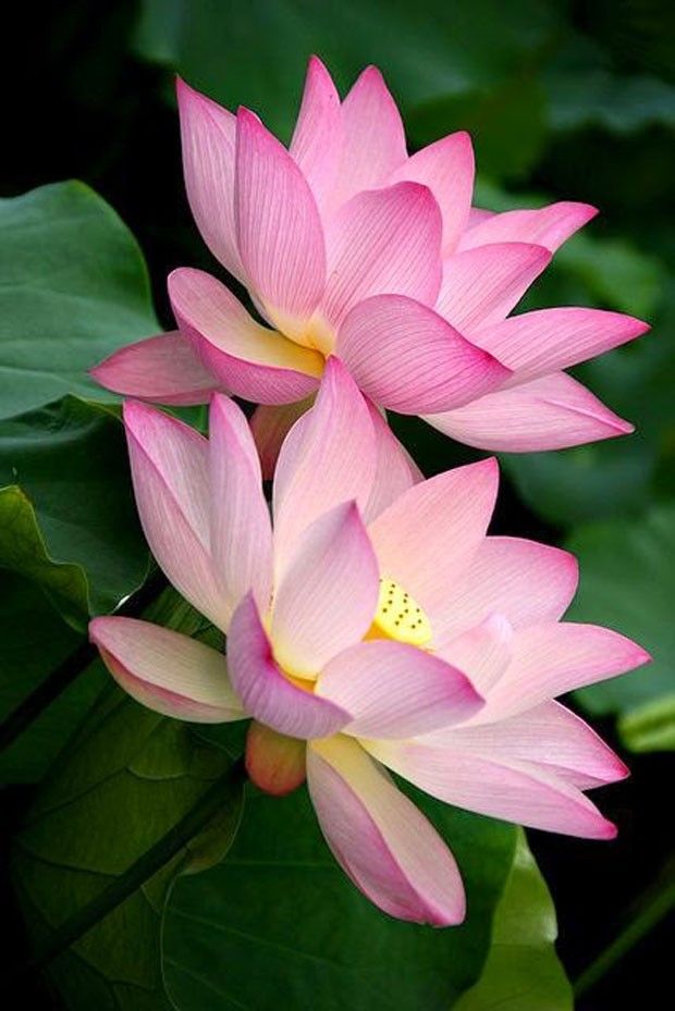 Imagem de entrada.