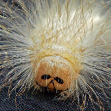 Avatar for roens from gravatar.com