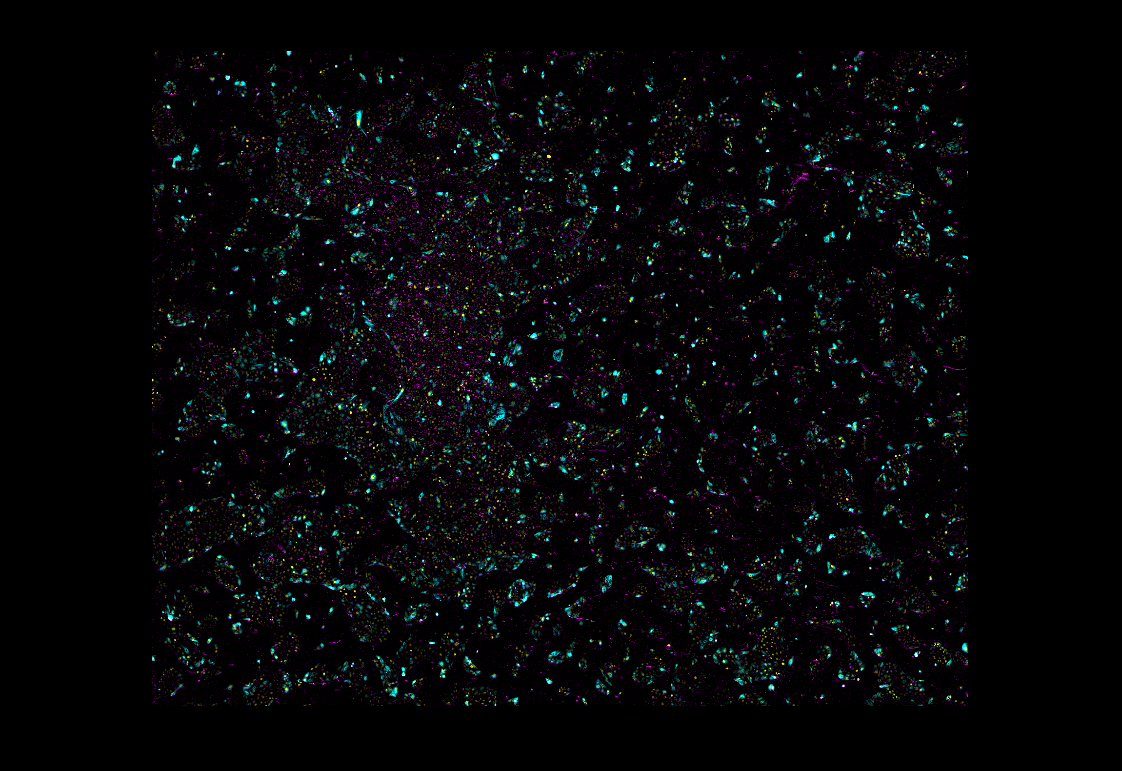 screenshot of a reconstructed / restitched mosaic tile CZI