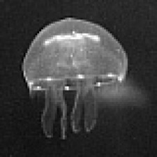 Avatar for evaisse from gravatar.com