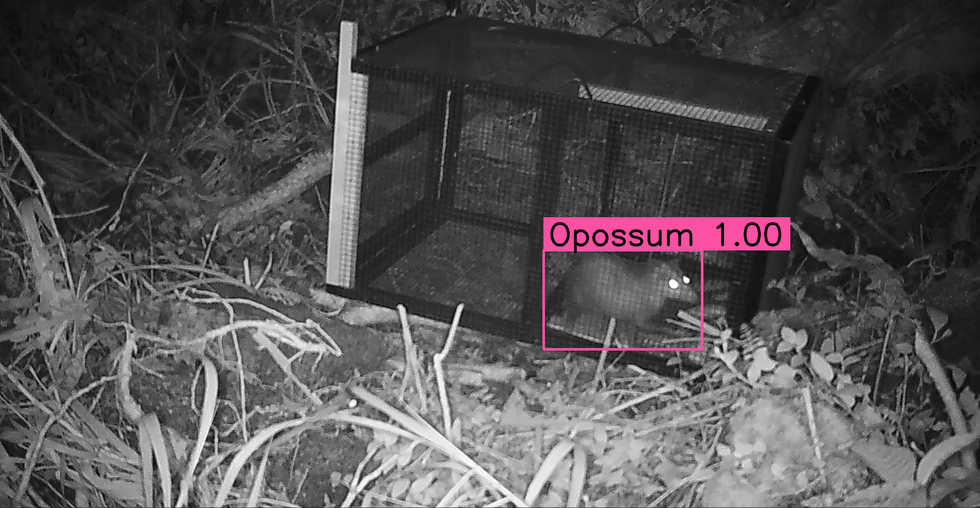 opossum_det