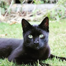 Avatar for Harry from gravatar.com