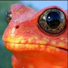 Avatar for bigredfrog from gravatar.com