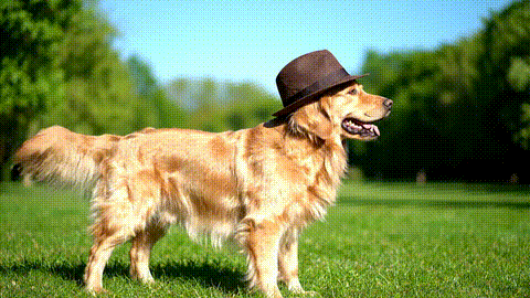 video of a hat riding a dog
