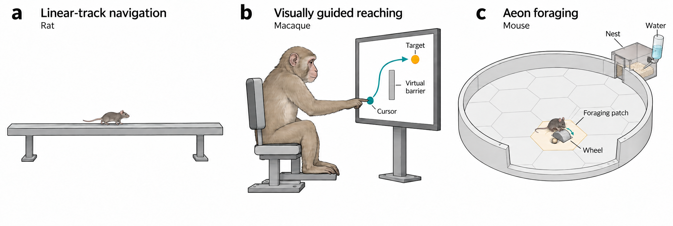 Example datasets: simulated rat navigation, macaque reaching, and mouse foraging.