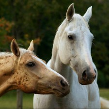 Avatar for Annette.A from gravatar.com