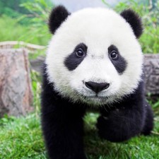 Avatar for Panda from gravatar.com