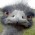 Avatar for 00dog from gravatar.com