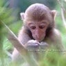 Avatar for Ping Wu from gravatar.com